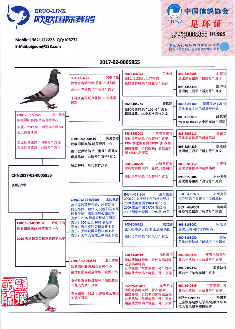今日信鴿比賽直播,今日信鴿比賽直播，飛翔的夢想與榮耀的見證
