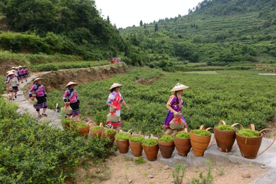 莓茶價格揭秘，深度解析莓茶的價值與定位