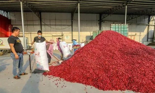 臨穎辣椒市場價格,臨穎辣椒市場價格，小巷中的味蕾奇遇