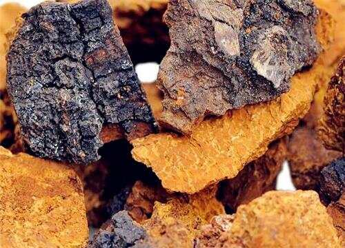 樺樹茸價格多少錢一斤,樺樹茸的溫情故事