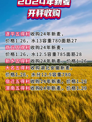 面粉廠小麥收購價格解析，市場分析、影響因素與未來展望