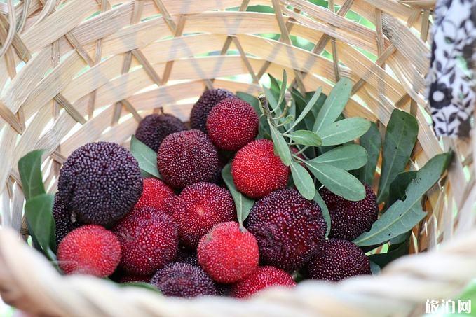 蘇州楊梅上市記，酸甜交織的友情之旅開啟時(shí)刻