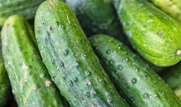 黃瓜價(jià)格背后的自然美景探索之旅