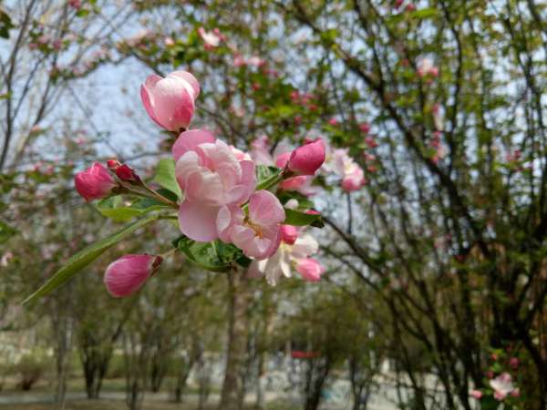 春暖花開最新地址更新工具,春暖花開最新地址更新工具，一場與自然美景的浪漫遨游