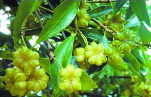 廣西八角今日價(jià)格行情更新????