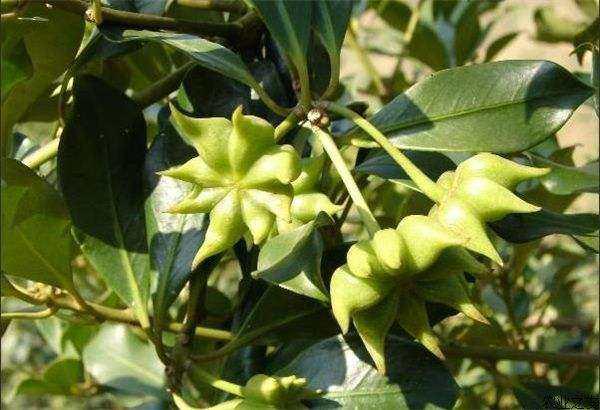 廣西八角今日價(jià)格行情更新????