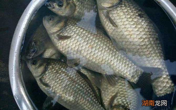 鯽魚最新資訊,鯽魚最新資訊，一場探索自然美景的旅行，尋找內(nèi)心的平和寧靜