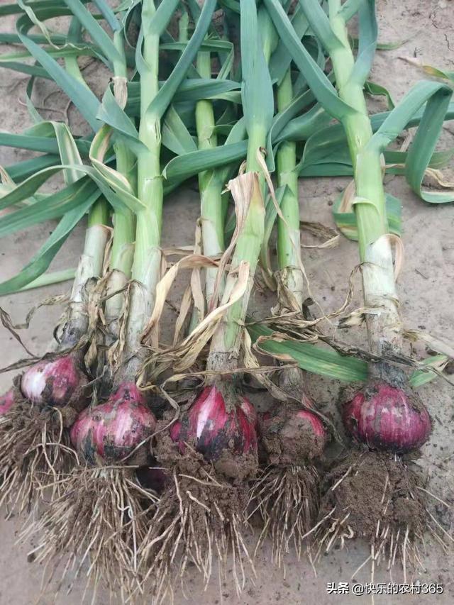 蒜苗上市時間與學習變化的盛宴開啟