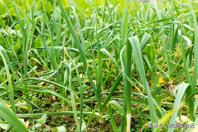 蒜苗上市時間與學習變化的盛宴開啟