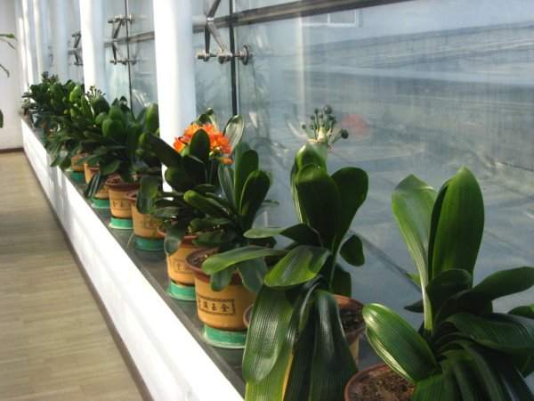 君子蘭小苗價格及購買與養(yǎng)護指南