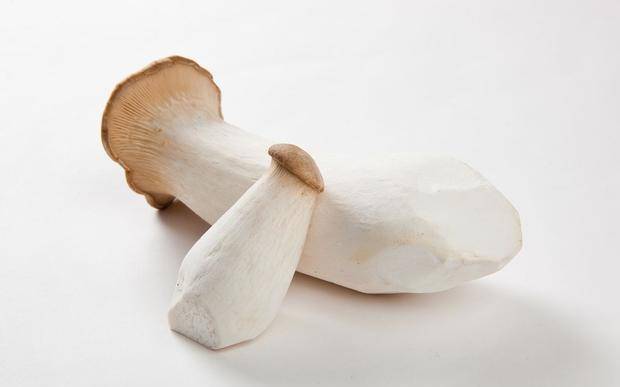 杏鮑菇價格購買指南及影響因素解析