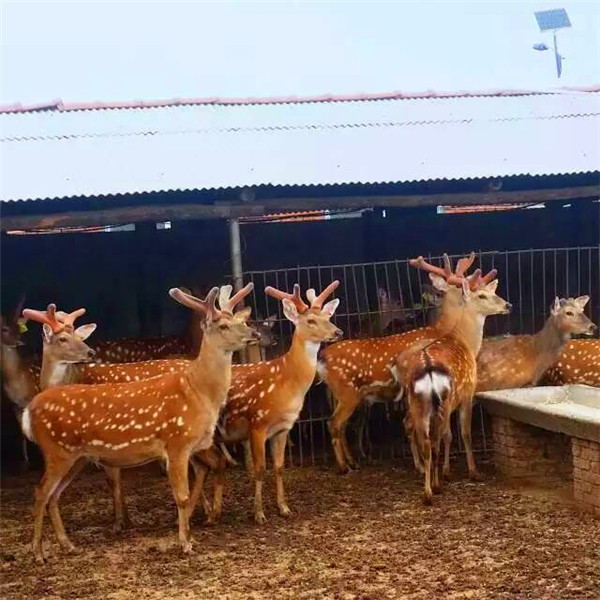 梅花鹿價(jià)格行情深度解析與探討