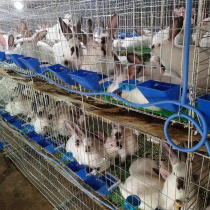 兔子的行情，躍動知識成就夢想之路