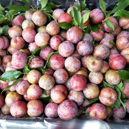 李子價(jià)格，知識的種子滋養(yǎng)心靈與未來之旅