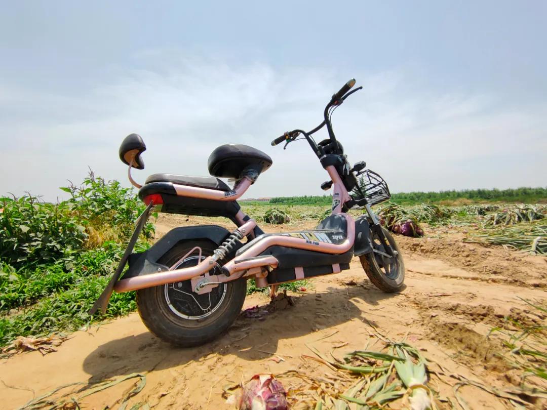 豐縣洋蔥最新行情，科技引領(lǐng)，產(chǎn)業(yè)煥新顏