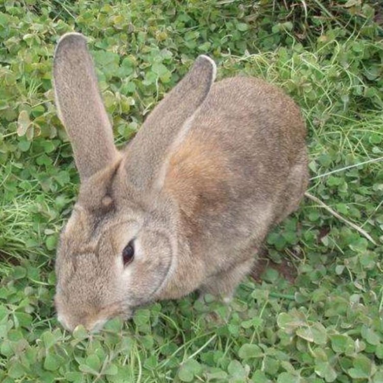 比利時兔子價格行情，科技與生活的和諧交融