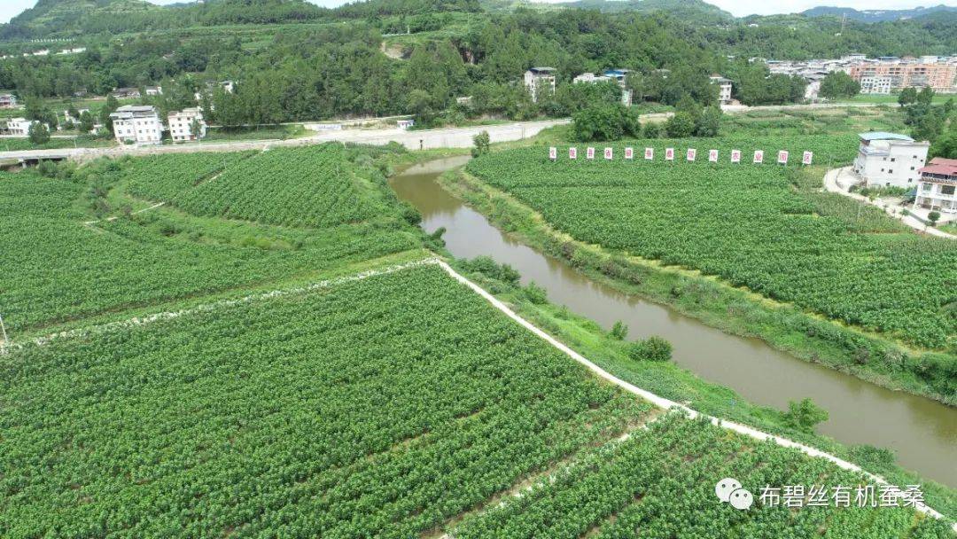 廣西蠶桑養(yǎng)殖基地，綠色之旅探尋內(nèi)心平靜之道