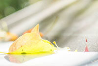 QQ樂園情侶專屬頭像世界，科技與浪漫的完美融合