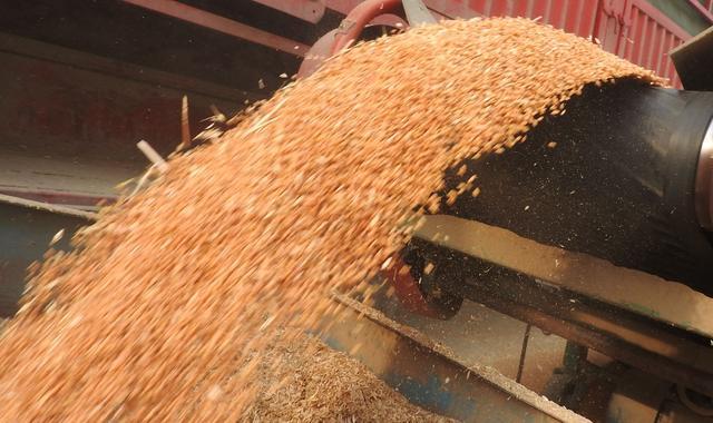 玉米最新行情與科技智能重塑農(nóng)業(yè)格局分析