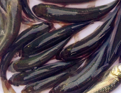 青魚價格解析，市場走勢、影響因素及每斤價格探討