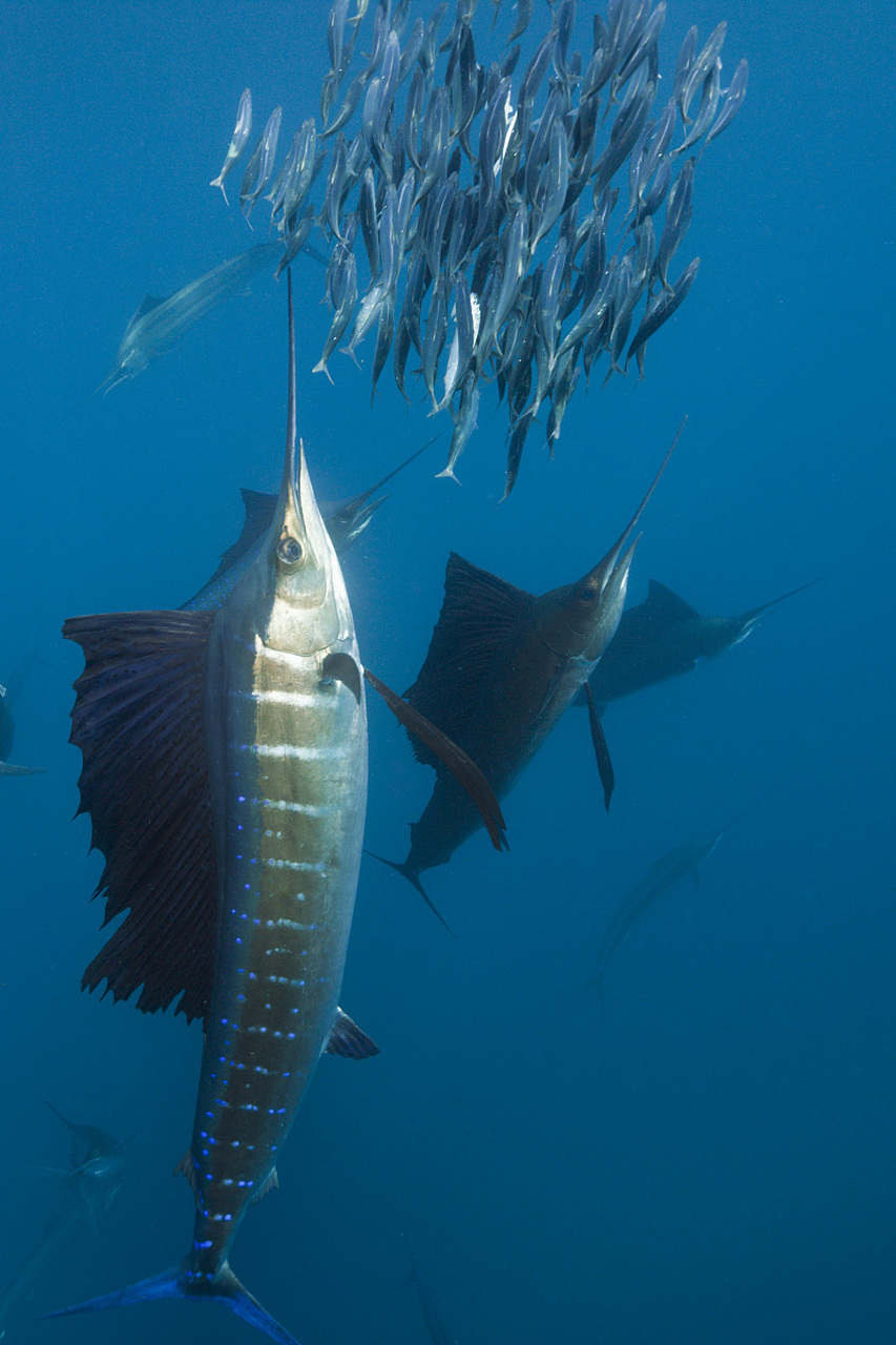 旗魚新版發(fā)布，開啟溫馨水上冒險之旅