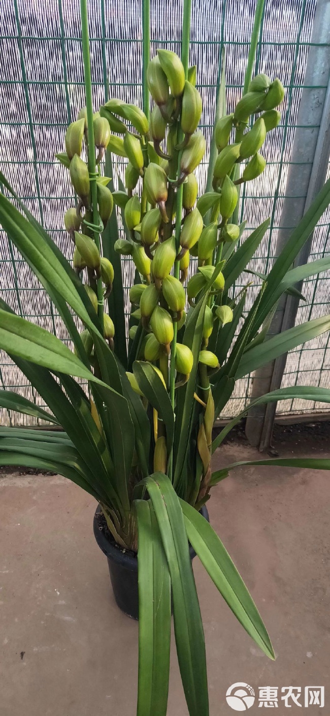 惠蘭花價(jià)格全解析，從入門到精通的選購(gòu)指南！