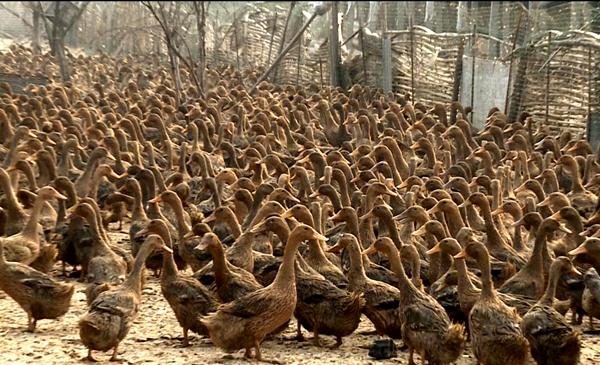 科技重塑鴨肉產業(yè)，引領未來鴨業(yè)新生活