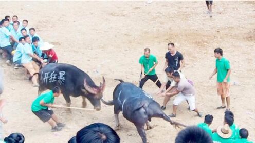 農(nóng)村斗牛比賽，古老傳統(tǒng)的熱烈回響與傳承展現(xiàn)
