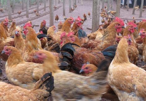 科技養(yǎng)雞新時代下的麻雞行情解析