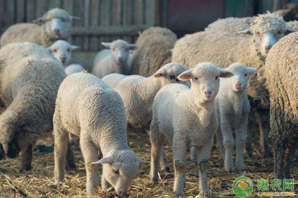 全國活羊價格實時動態(tài)解析及觀點論述