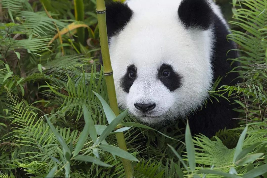 熊貓公園最新動(dòng)態(tài)更新，熊貓公園最新消息速遞