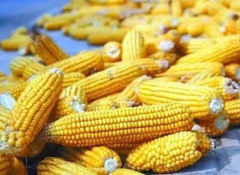 豐縣玉米價(jià)格最新動(dòng)態(tài)，情緣與日常故事揭秘