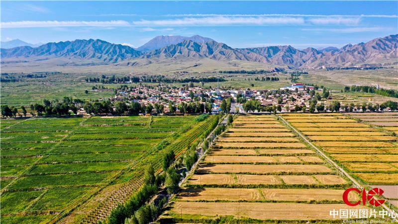 金谷糧食網小麥最新價格及查詢步驟指南