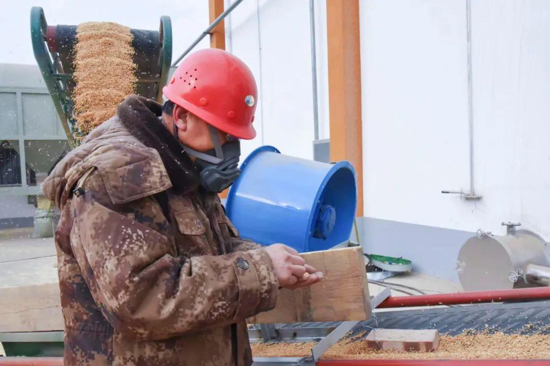 金谷糧食網小麥最新價格及查詢步驟指南