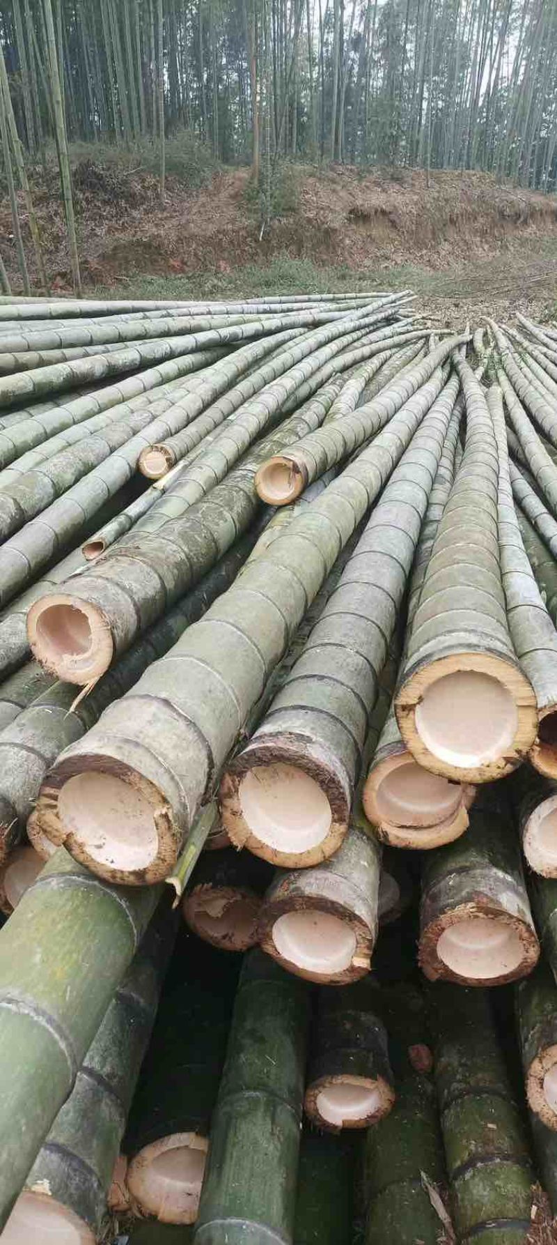 毛竹最新報價，溫情竹材與家居故事