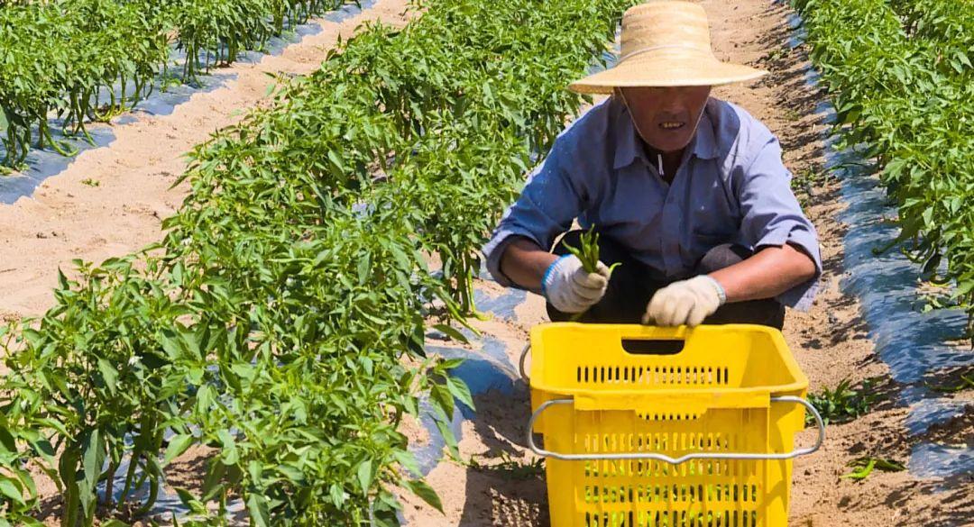 賀蘭房屋出租最新信息及小巷特色小店探索指南