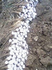 白玉山藥最新價(jià)格行情及分析