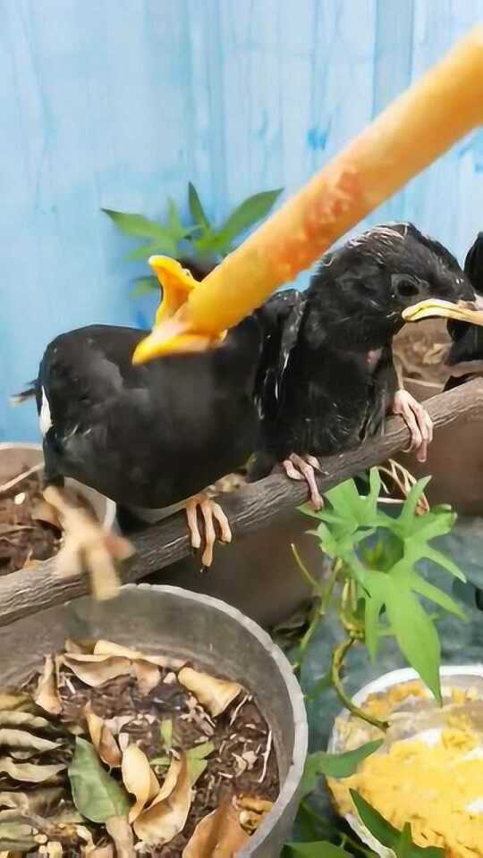 小八哥最新惡搞視頻，時(shí)代娛樂(lè)風(fēng)潮的掀起