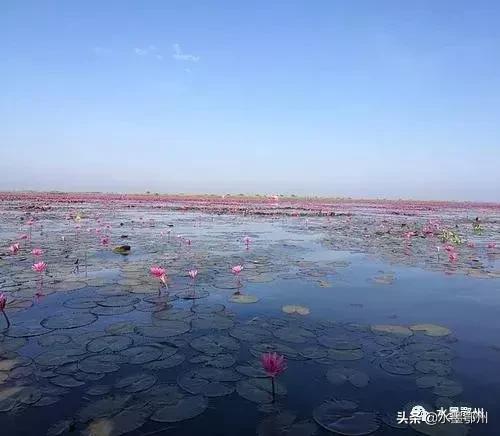 鄂州紅蓮湖最新動(dòng)態(tài)，生態(tài)發(fā)展與社會(huì)影響的雙向視角探究