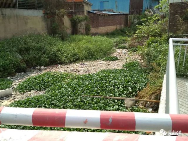 貴嶼仙馬最新事件詳述，探究事件真相與影響