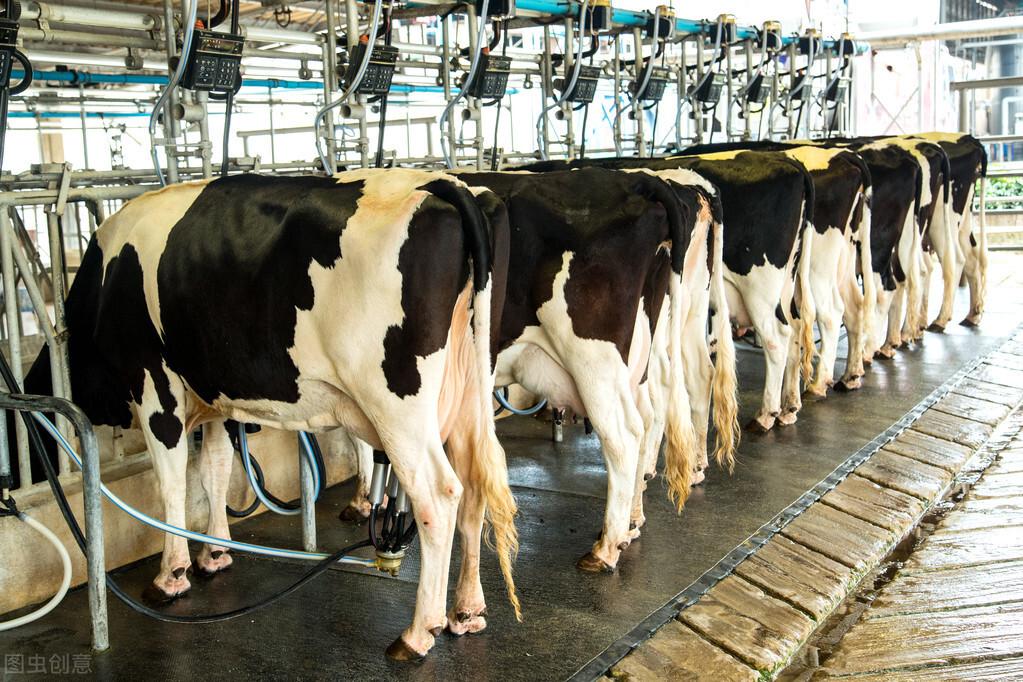 牛胎衣不下的最新療法研究及治療方案