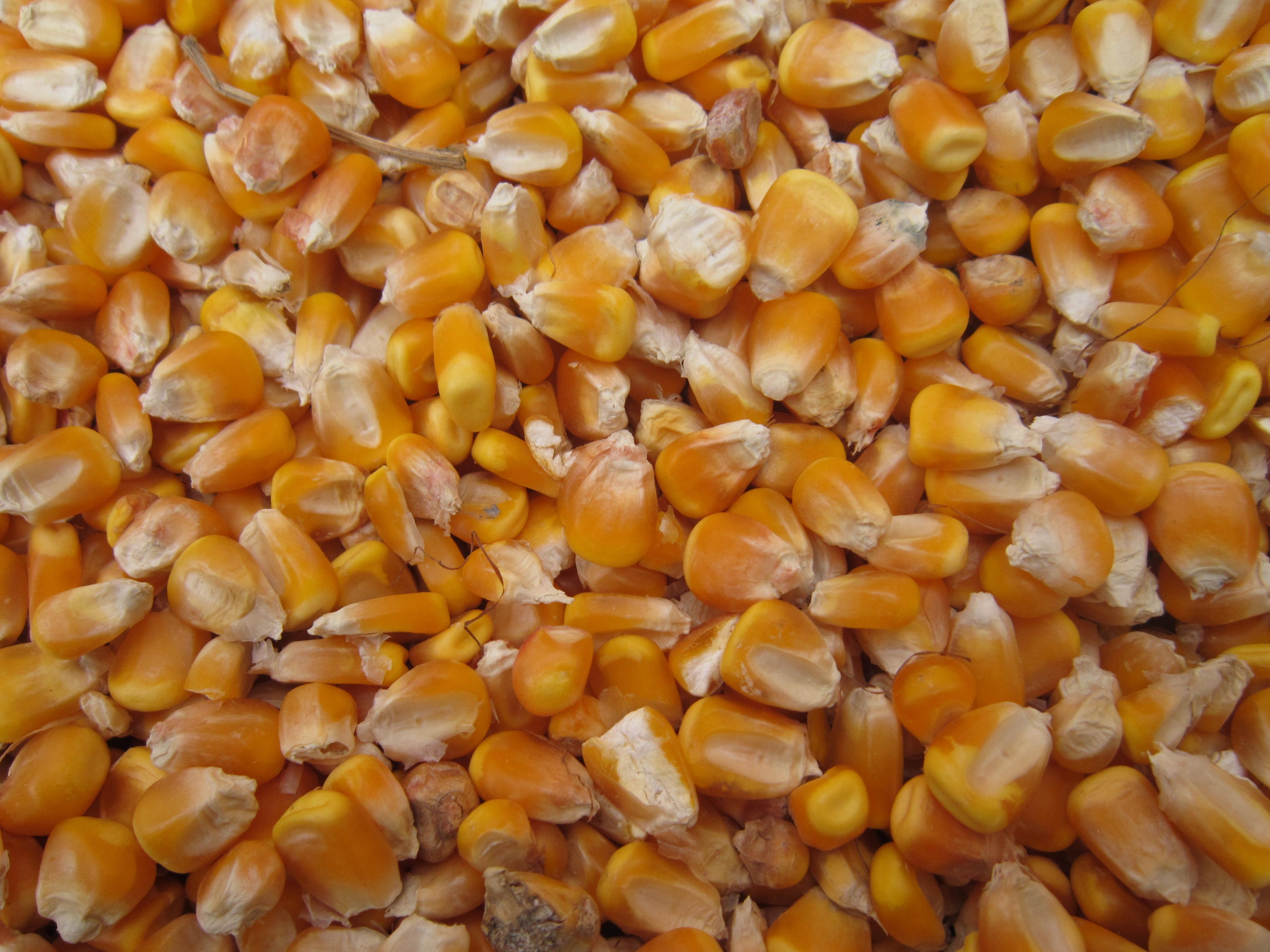 玉米最新價(jià)格揭秘，小巷深處的秘密寶藏